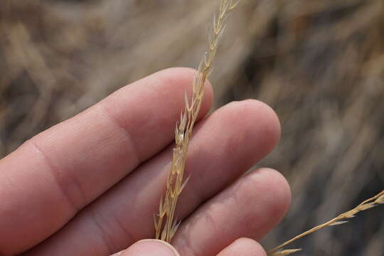 Image of rough fescue