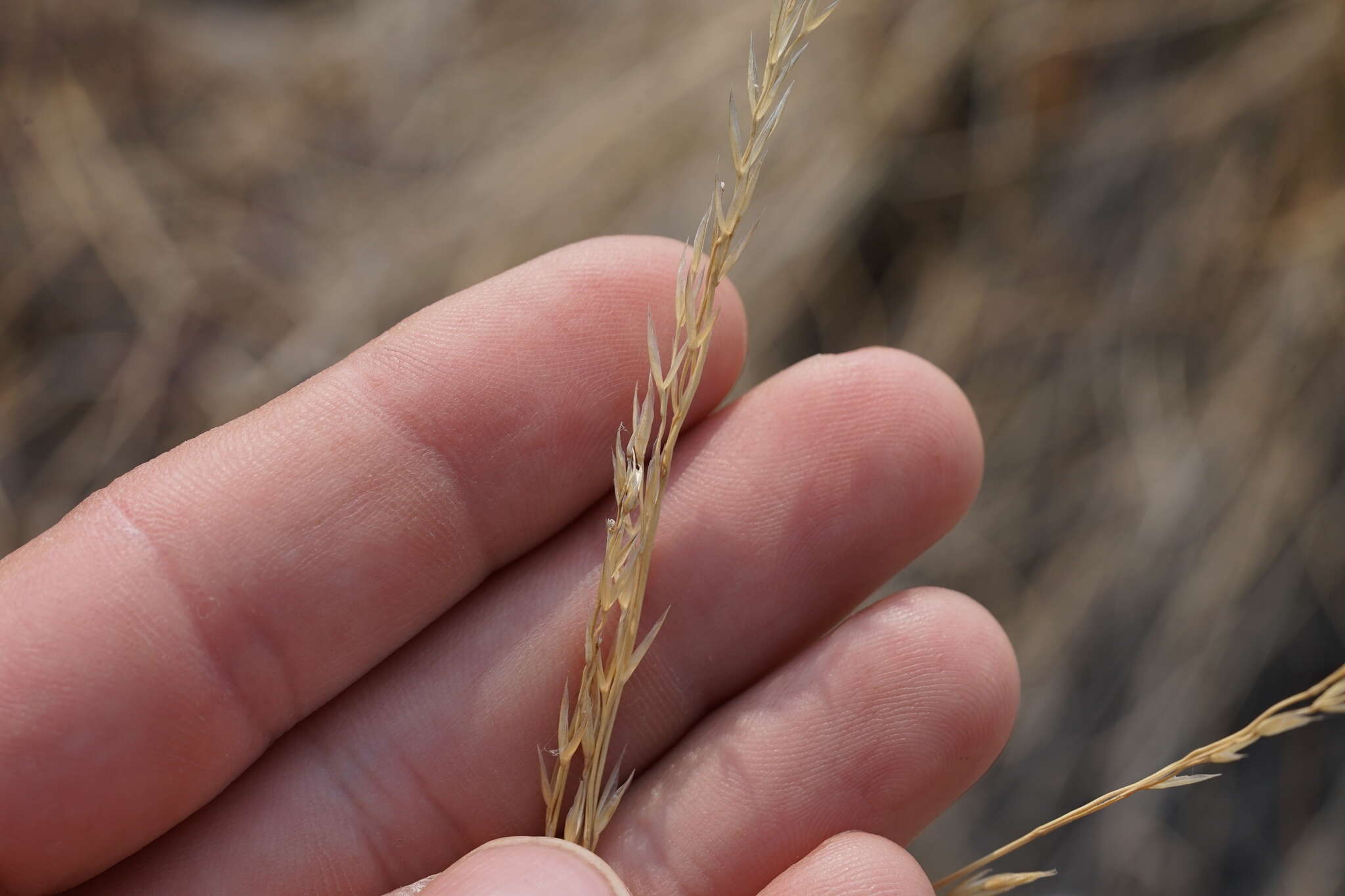 Imagem de Festuca campestris Rydb.