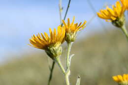 Plancia ëd Pentanema oculus-christi (L.) D. Gut. Larr., Santos-Vicente, Anderb., E. Rico & M. M. Mart. Ort.