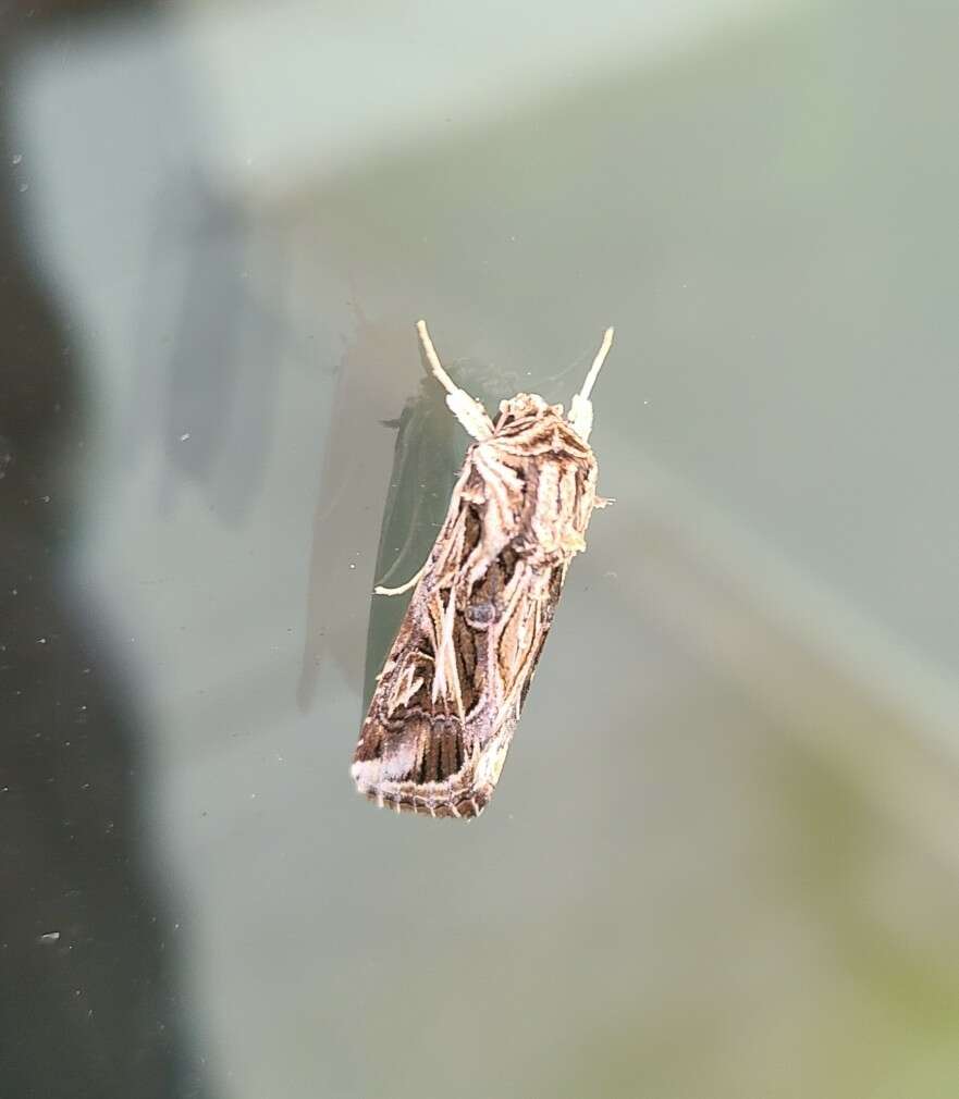 Image of Caribbean Armyworm Moth