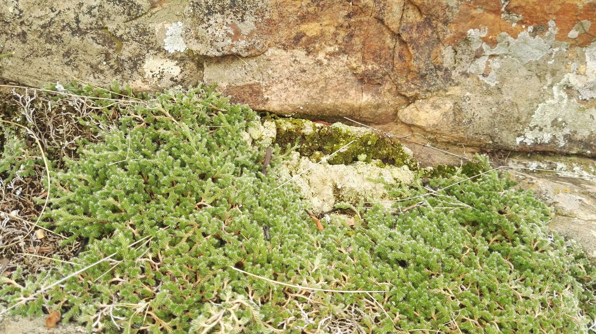 Image of Selaginella dregei (Presl) Hieron.