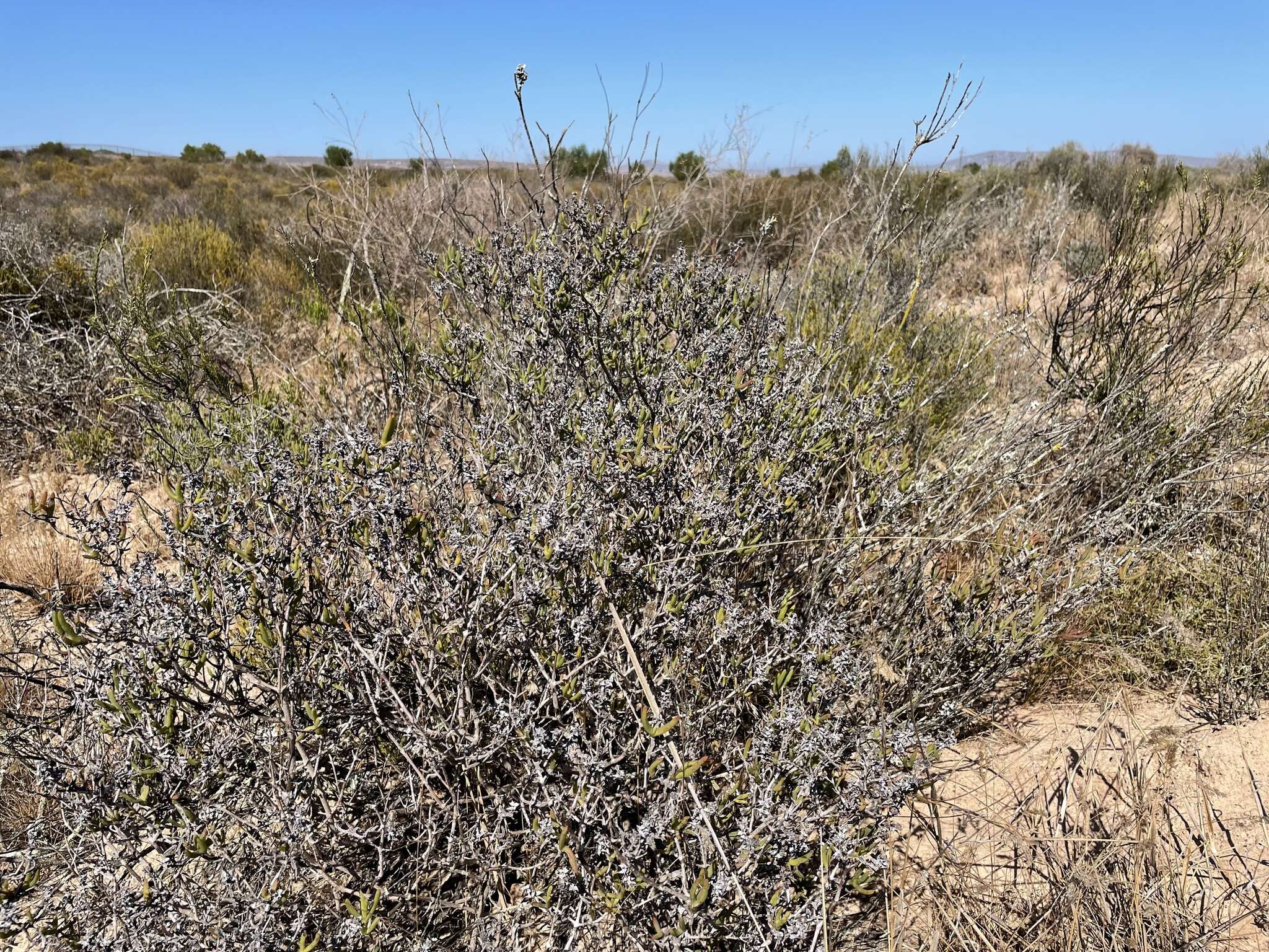 Слика од Ruschia subpaniculata L. Bol.