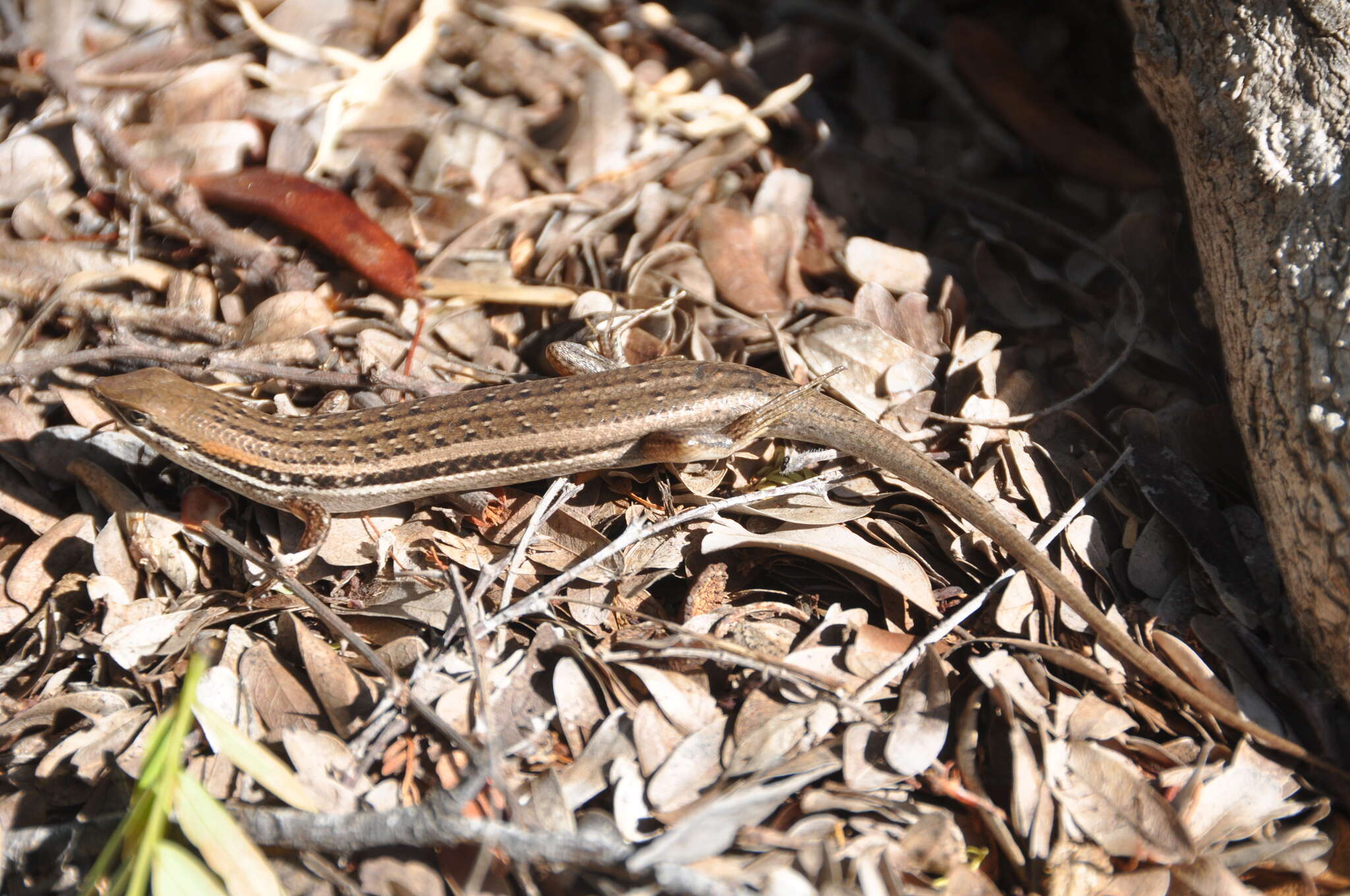 Image de Trachylepis elegans Peters 1854