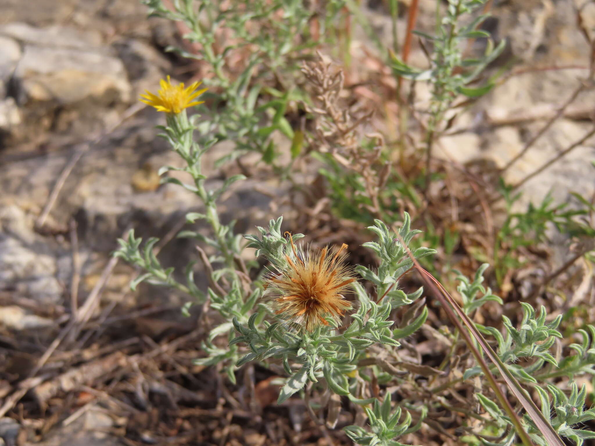 Image of hoary false goldenaster