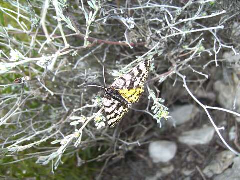 Sivun Eurranthis plummistaria kuva