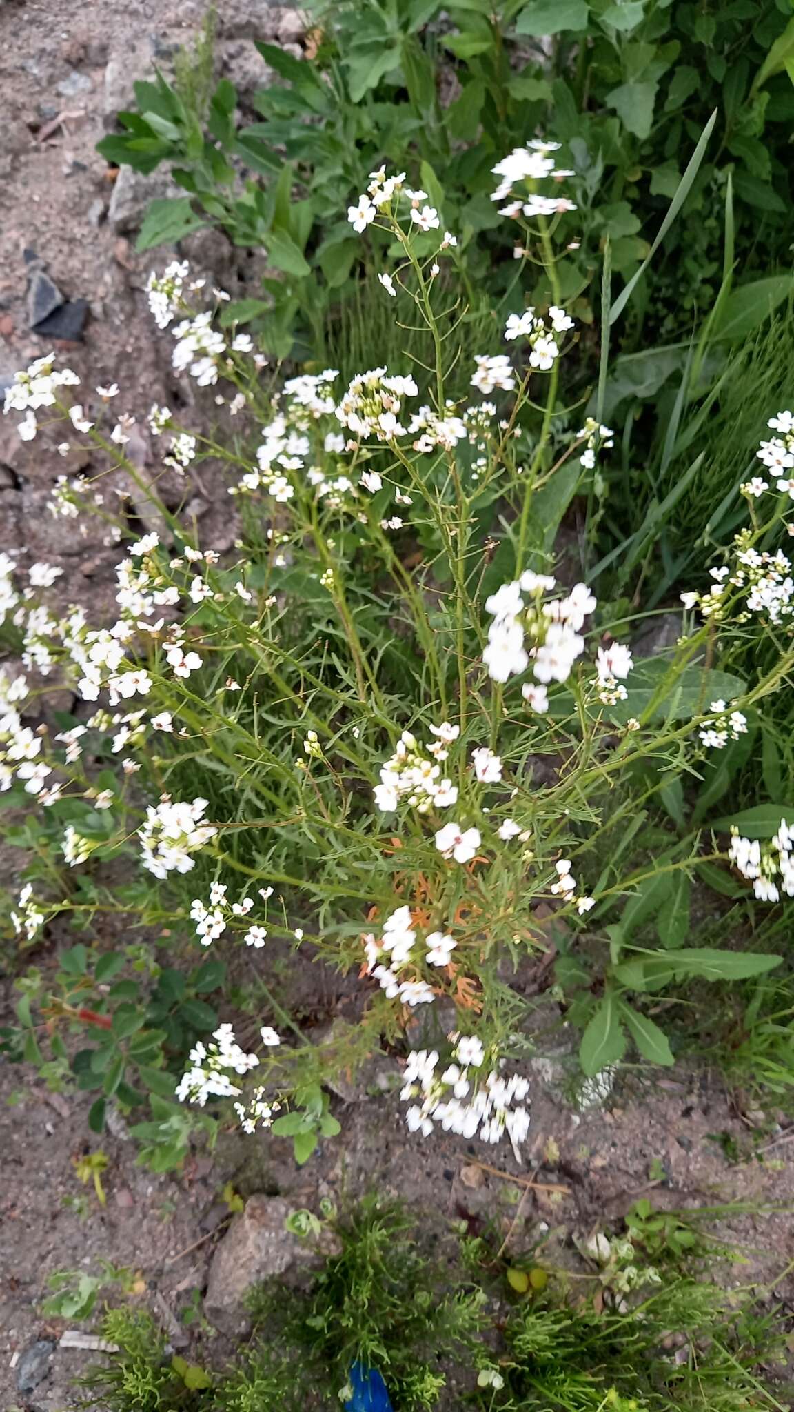 Image de Dontostemon pinnatifidus (Willd.) Al-Shehbaz & H. Ohba