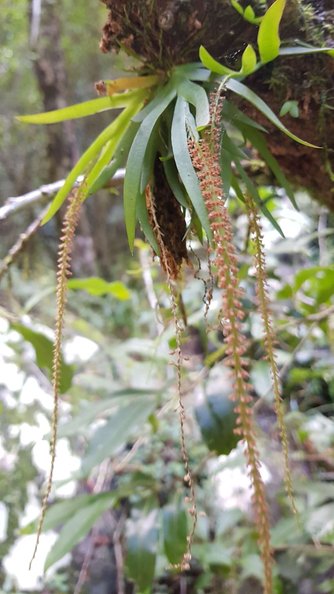 Image of Soldier's crest orchid