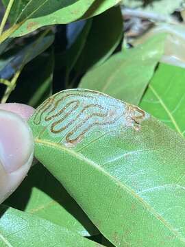 Image of Phyllocnistis meliacella Becker 1974