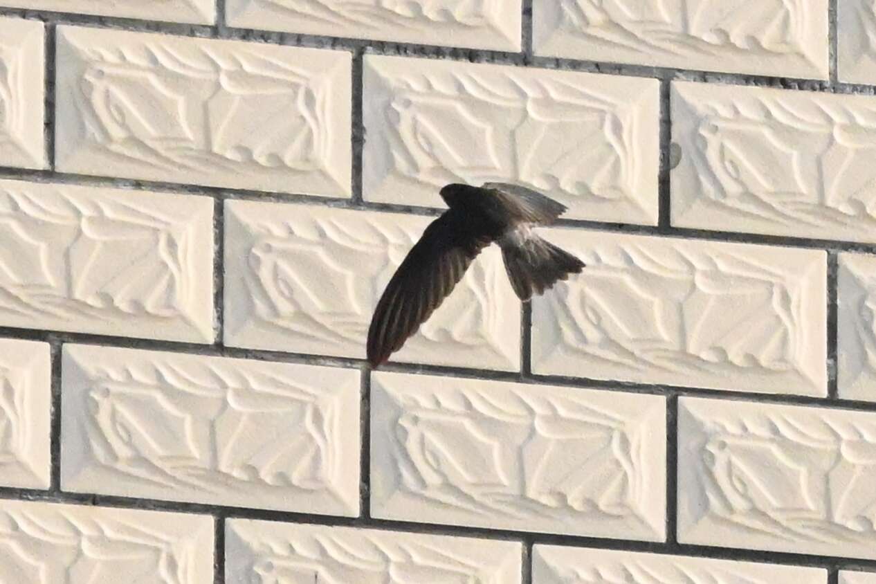 Image of Himalayan Swiftlet