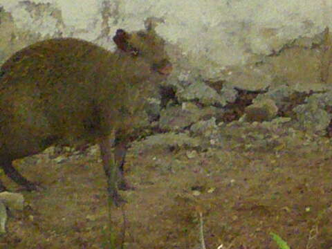 Image of Central American Agouti