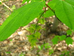 Image of Striped Maple