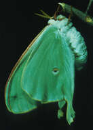 Image of Luna Moth