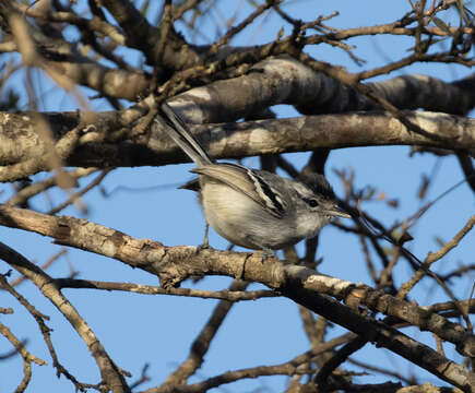 Image of Black-capped Antwren