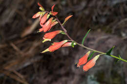 Слика од Castilleja ortegae Standley