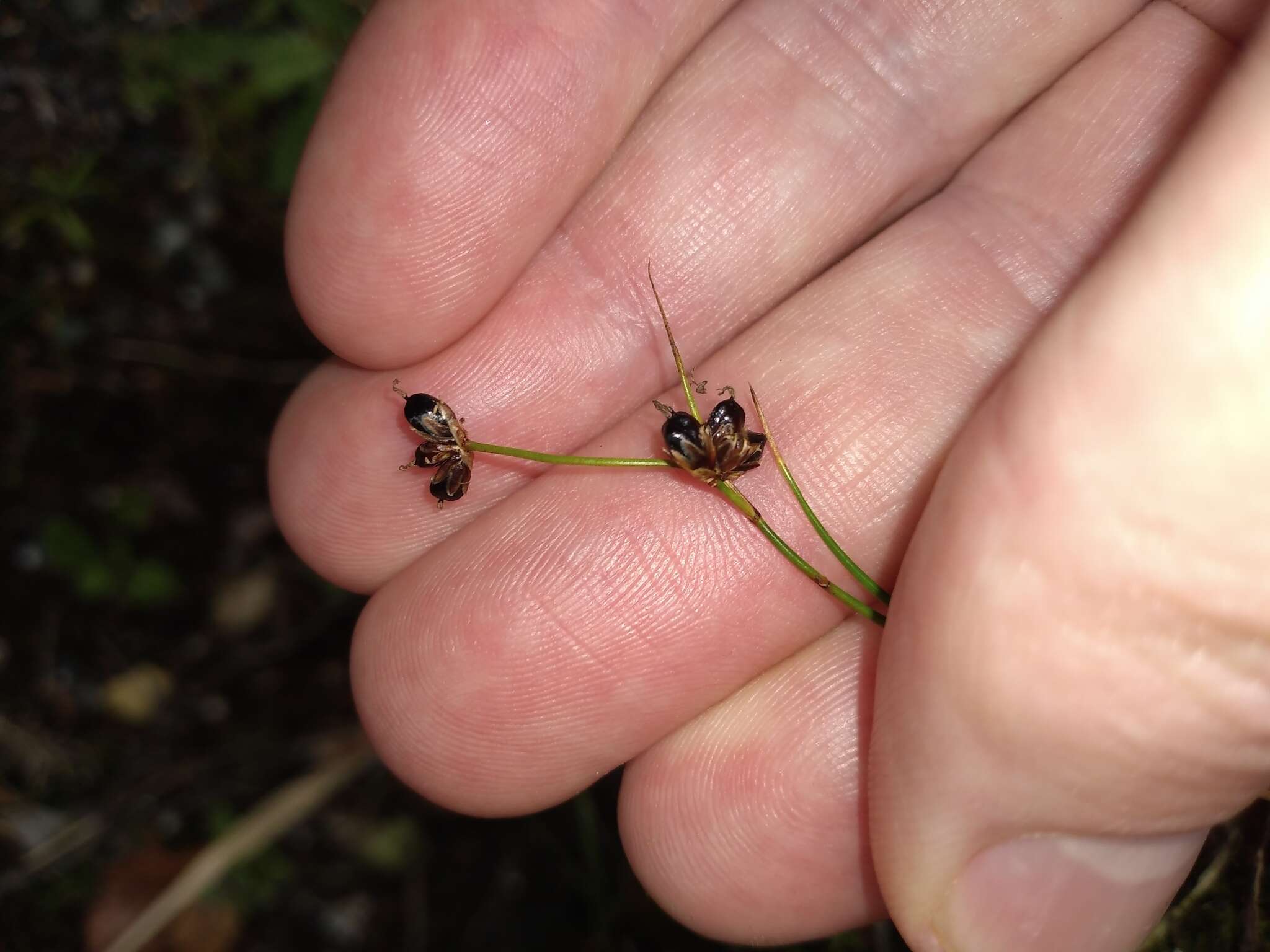 Imagem de Juncus novae-zelandiae Hook. fil.