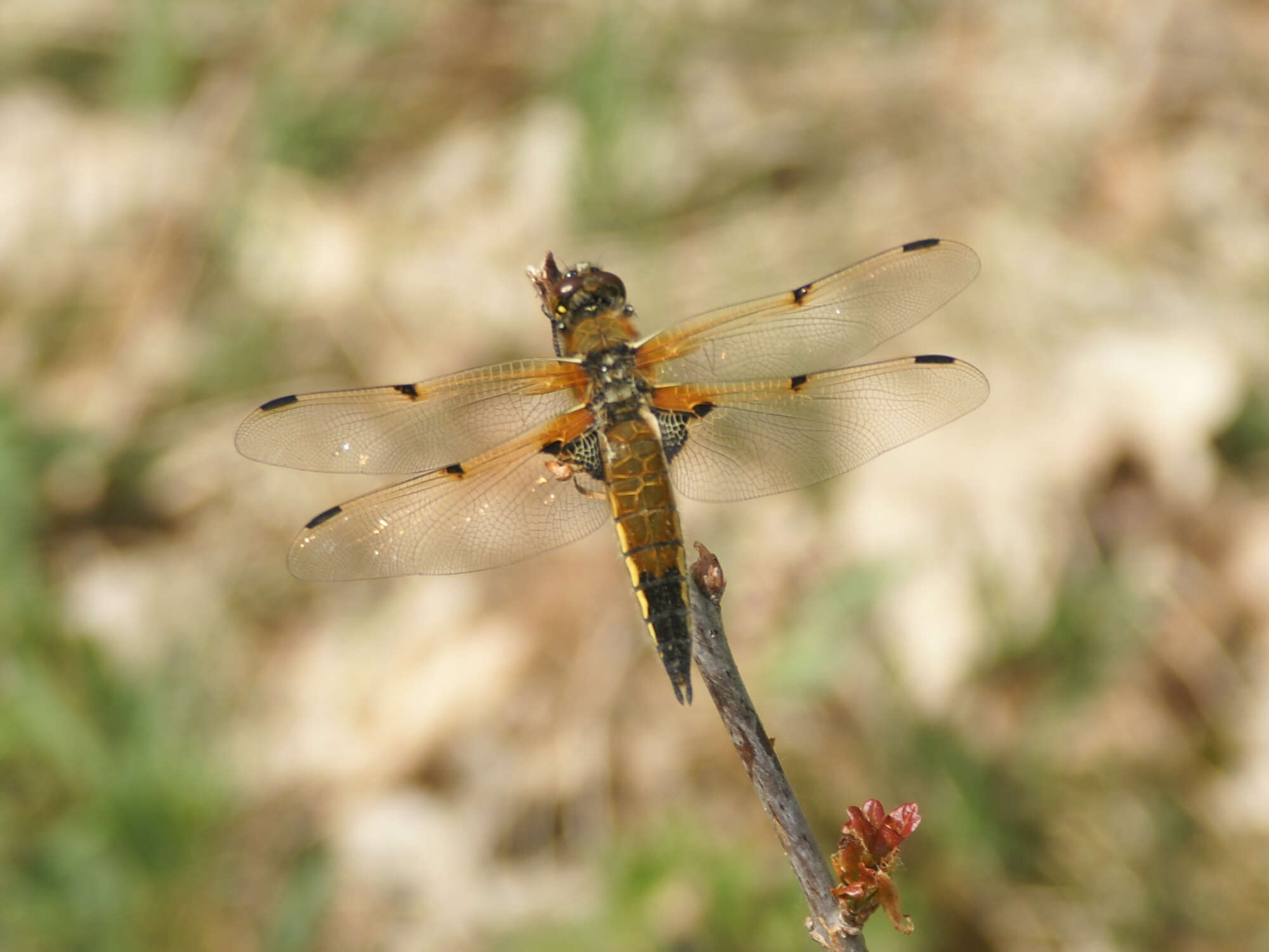 Image of Four-spotted Chaser