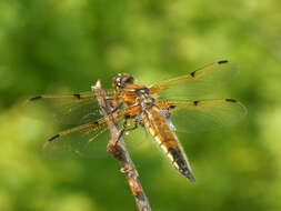 Image of Four-spotted Chaser