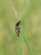 Image of Agrypnus murinus