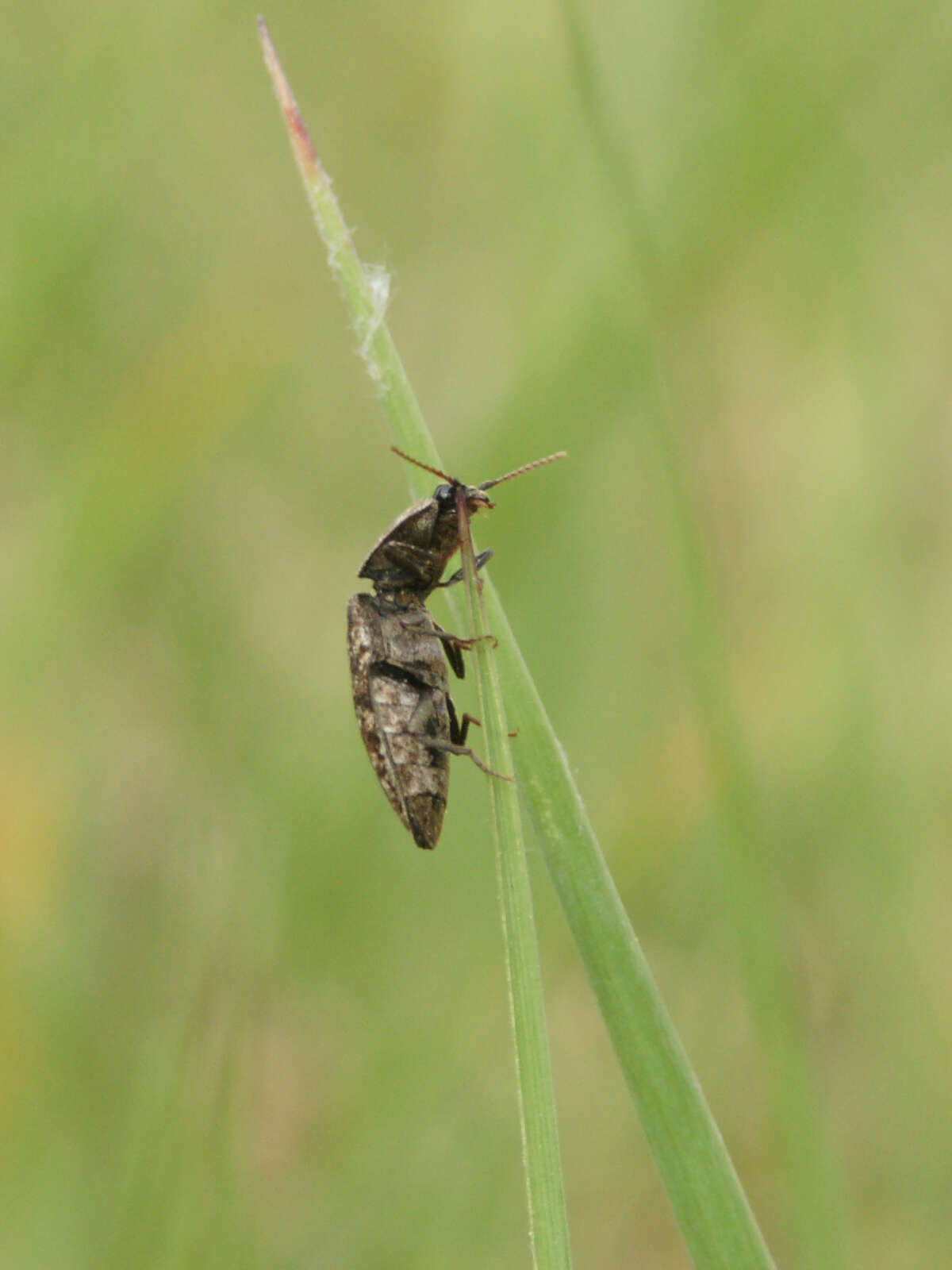 Image of Agrypnus murinus