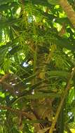 Image of Dypsis rivularis (Jum. & H. Perrier) Beentje & J. Dransf.