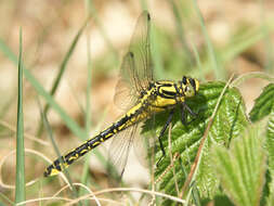 Image of Club-tailed Dragonfly