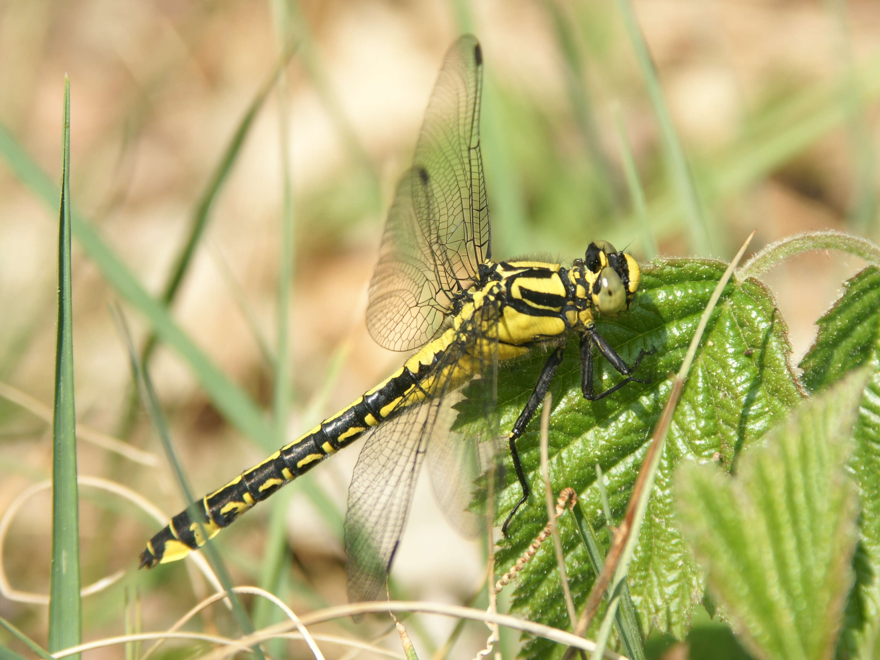 Image of Club-tailed Dragonfly