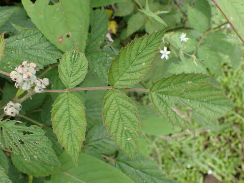 Rubus niveus Thunb. resmi