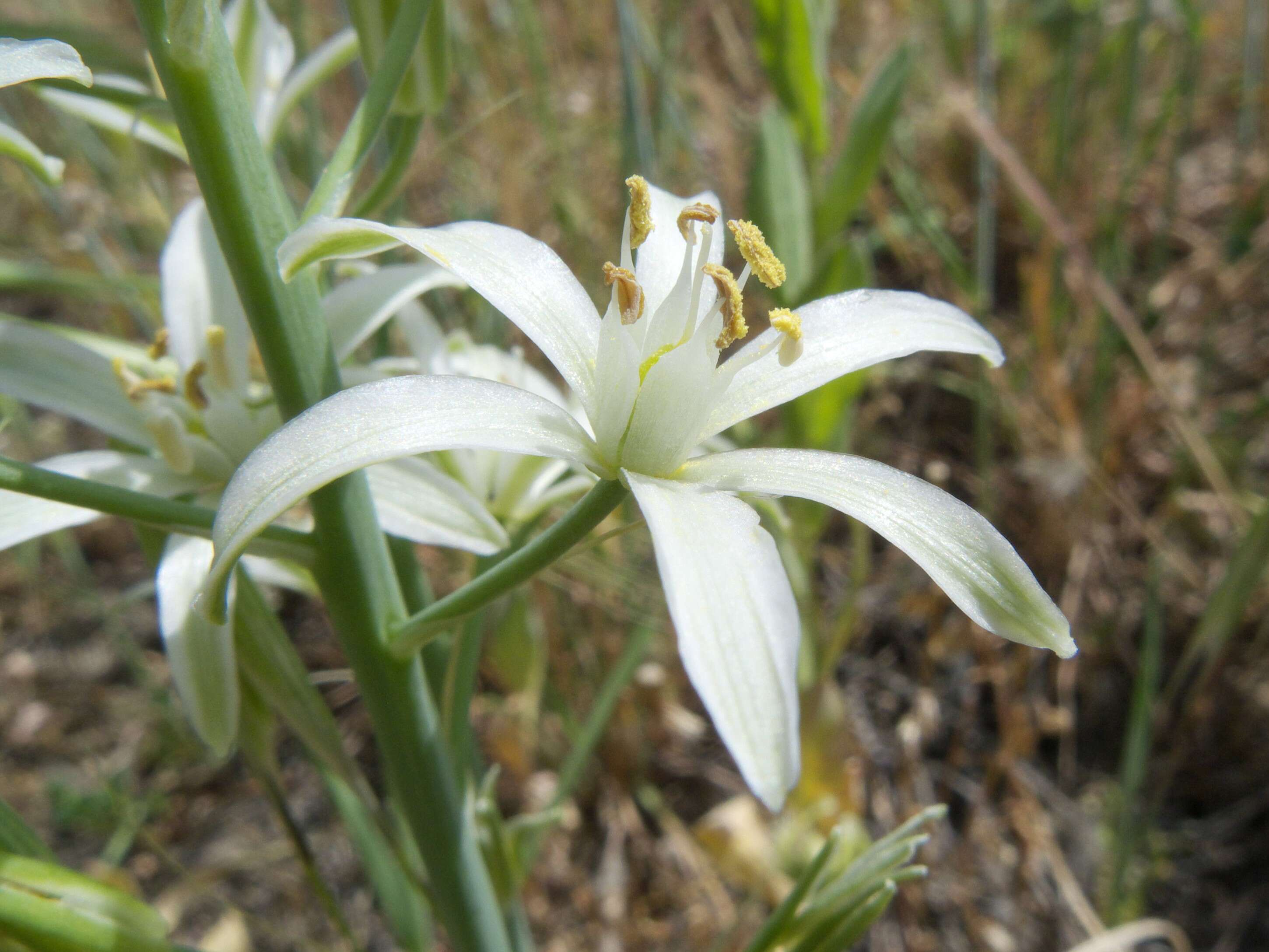 Image of Ornithogalum narbonense L.