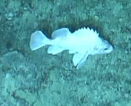 Image of Rougheye rockfish