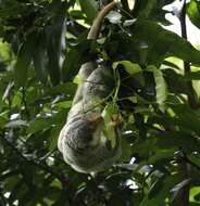 Image of brushtail possums and cuscuses