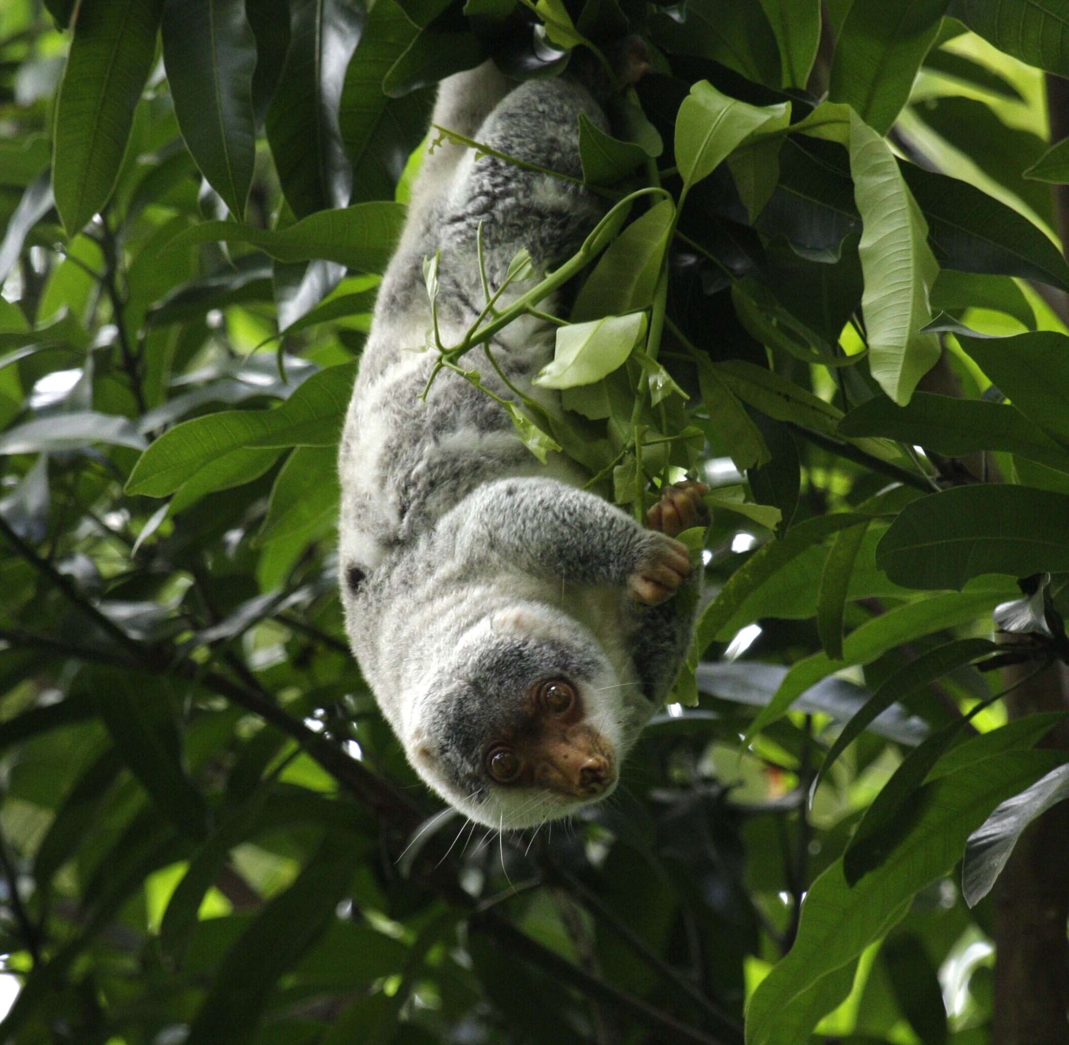 Image of brushtail possums and cuscuses