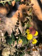 Image of Acacia sertiformis A. Cunn.