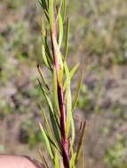 Image of <i>Chrysopsis <i>linearifolia</i></i> var. linearifolia