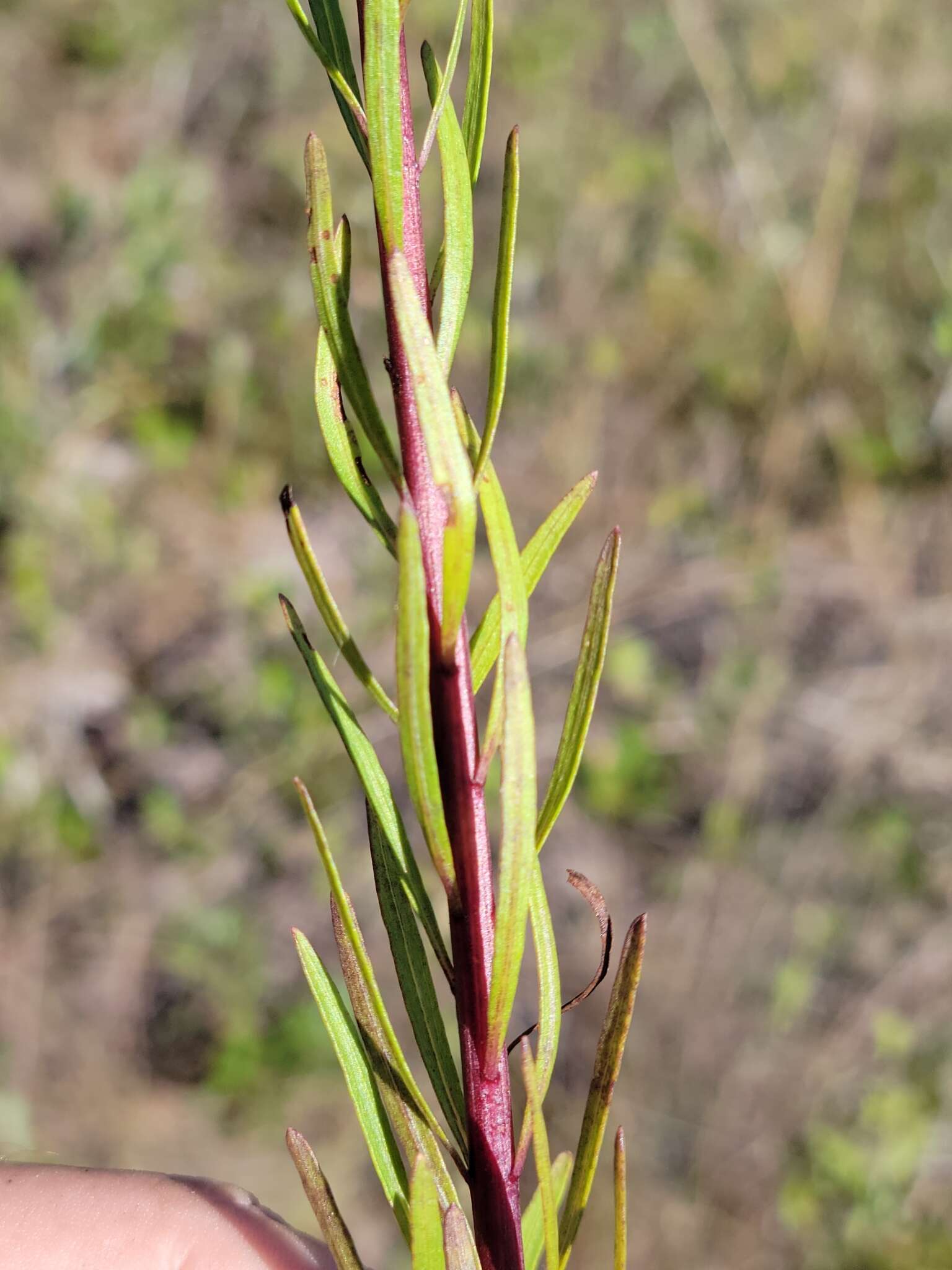 صورة <i>Chrysopsis <i>linearifolia</i></i> var. linearifolia