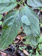 Image of Giant leaf frog