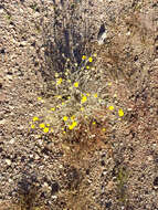 Image of desert marigold