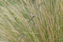 Image of Austrolestes cingulatus (Burmeister 1839)