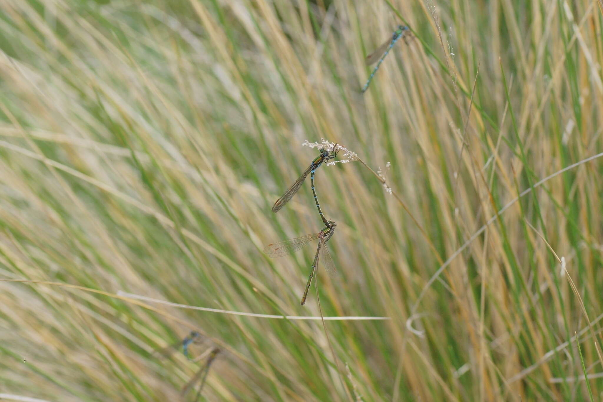 Image of Austrolestes cingulatus (Burmeister 1839)