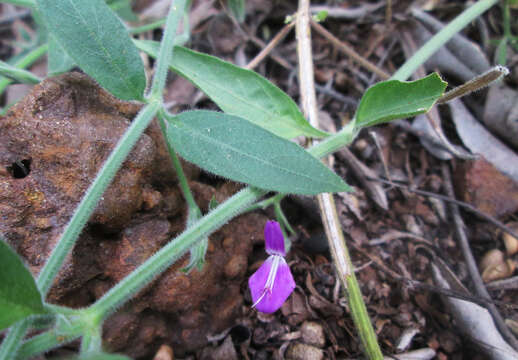 Imagem de Dicliptera transvaalensis C. B. CI.