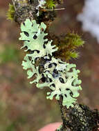 Image of sinuous hypotrachyna lichen