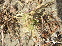 Image of cotulaleaf pincushionplant