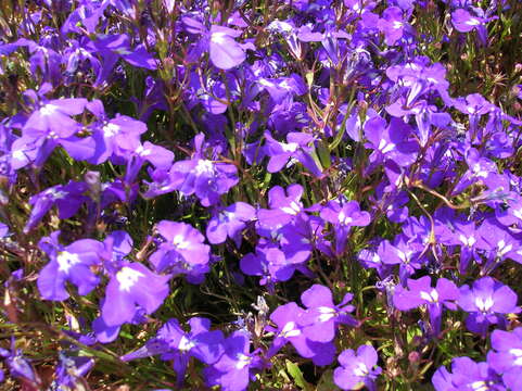 Image of edging lobelia