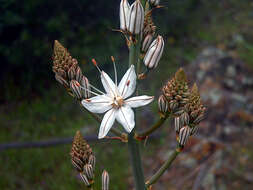 Image of onionweed