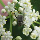 Image of Modest Chafer