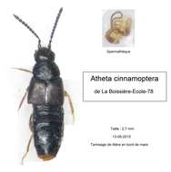 Imagem de Atheta (Dimetrota) cinnamoptera (Thomson & C. G. 1856)