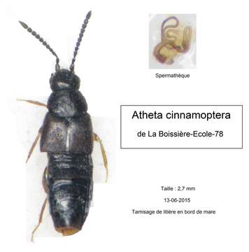 Image of Atheta (Dimetrota) cinnamoptera (Thomson & C. G. 1856)