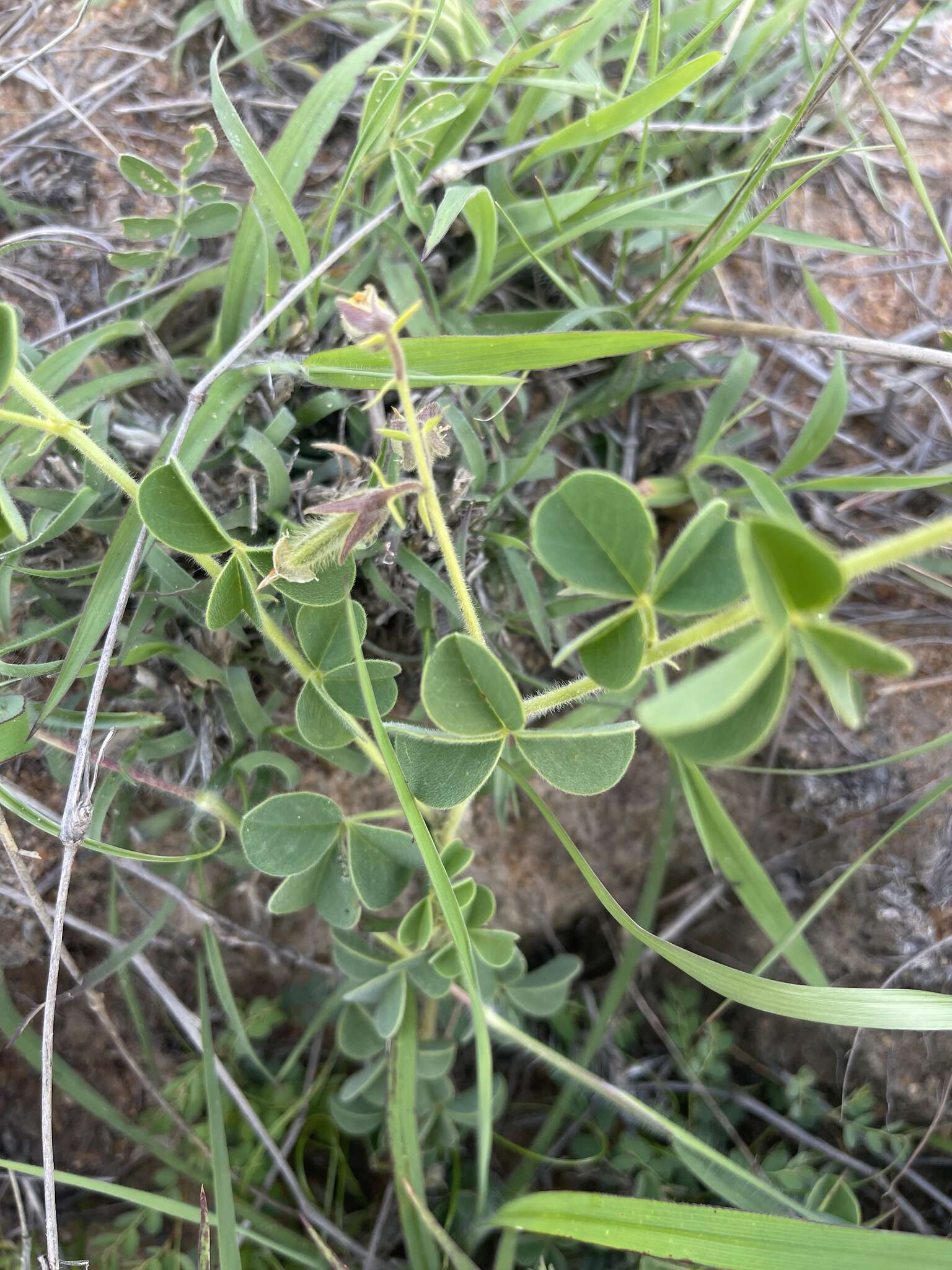 Image of Crotalaria lotoides Benth.