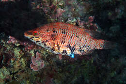 Image of Five-spotted Wrasse