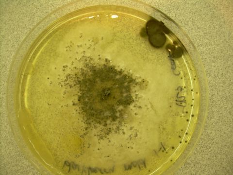 Image of Chaetomium