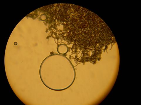Image of Chaetomium